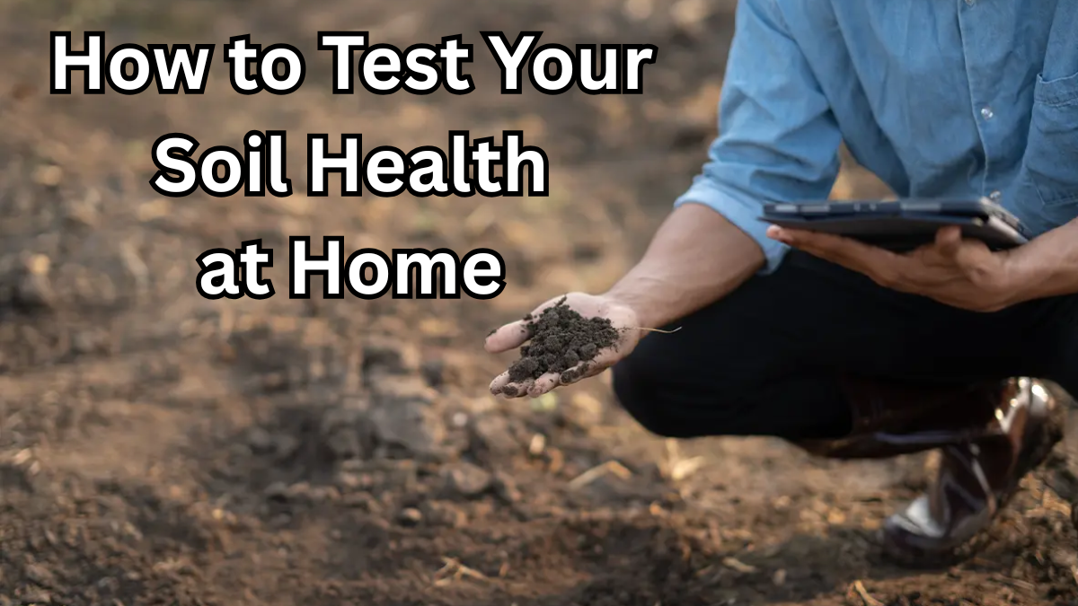 How to Test Your Soil Health at Home (Fast DIY Methods)