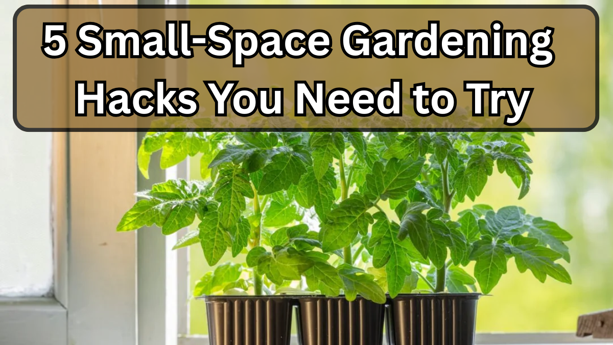 5 Small-Space Gardening Hacks You Need to Try