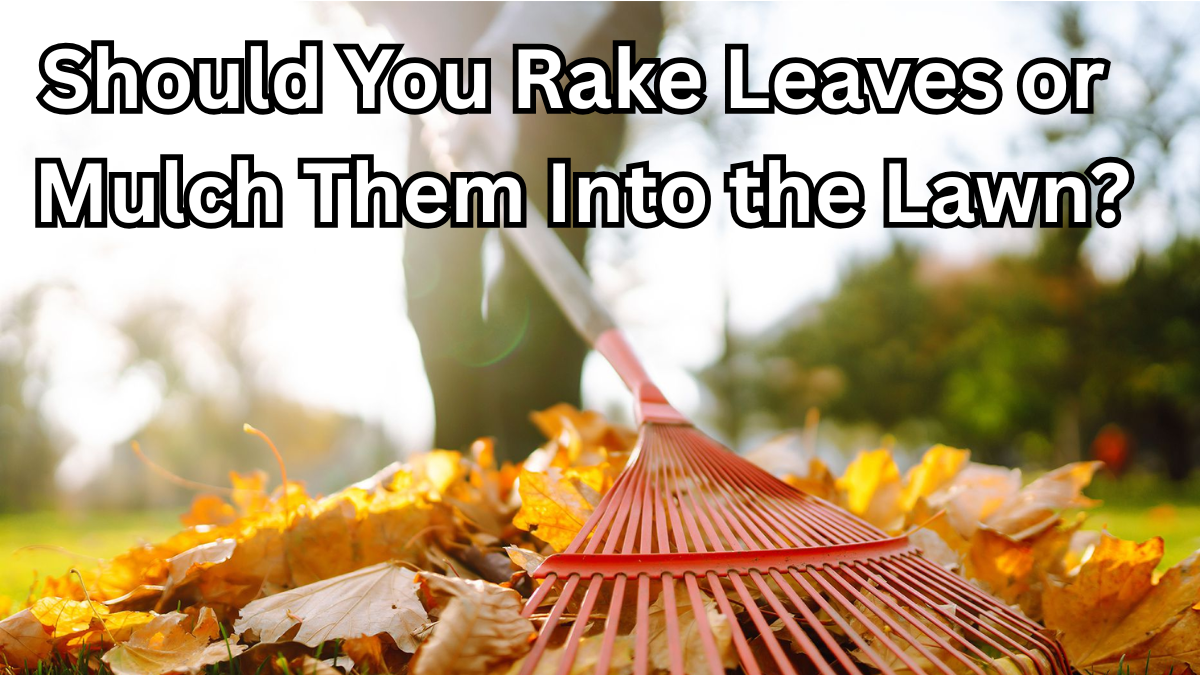 Should You Rake Leaves or Mulch Them Into the Lawn?