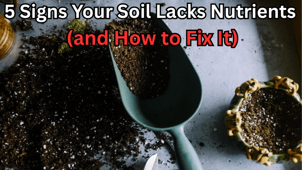 5 Signs Your Soil Lacks Nutrients (and How to Fix It)