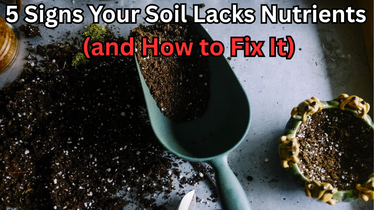 5 Signs Your Soil Lacks Nutrients (and How to Fix It)