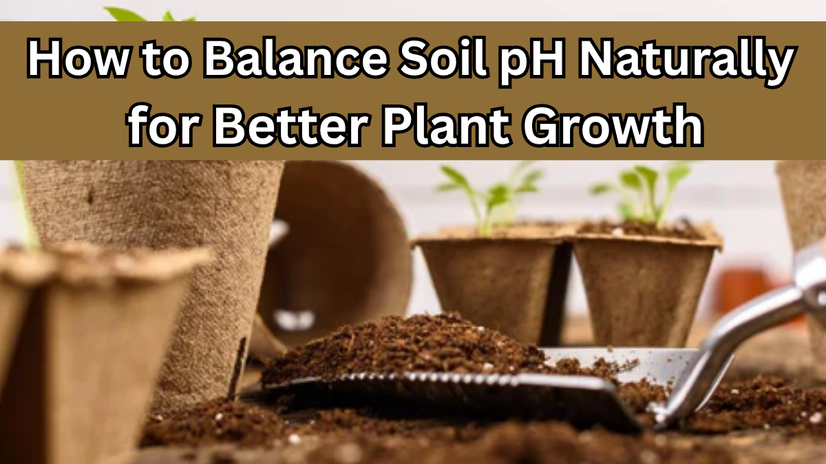 How to Balance Soil pH Naturally for Better Plant Growth