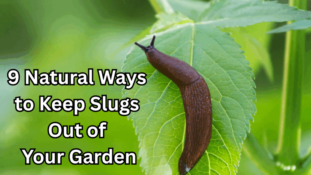 9 Natural Ways to Keep Slugs Out of Your Garden