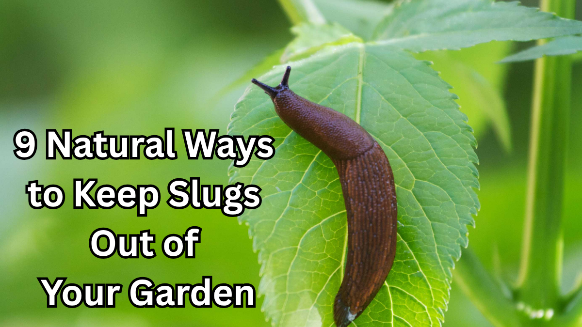 9 Natural Ways to Keep Slugs Out of Your Garden