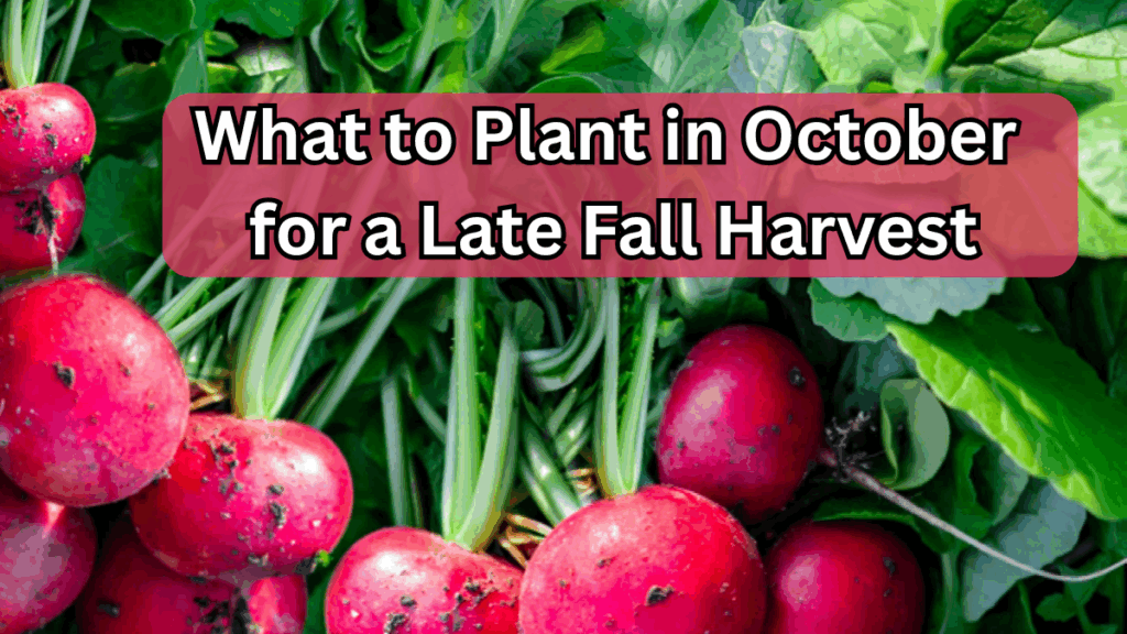What to Plant in October for a Late Fall Harvest