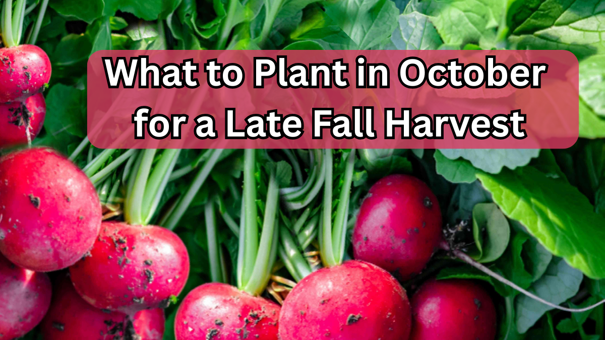 What to Plant in October for a Late Fall Harvest