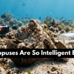 Why Octopuses Are So Intelligent Explained